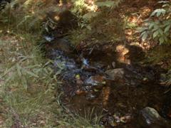 B�chlein